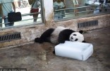 PANDA WEIWEI: 200 KG LEDU PŘI 36 °C POTĚŠÍ